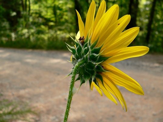 {Helianthus annuus}